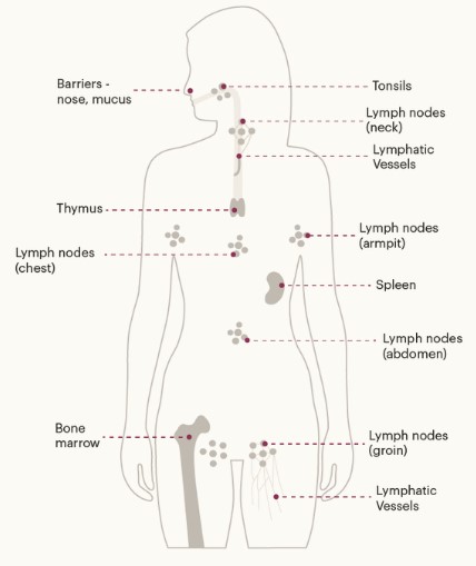 Read more about the article Lymphoma Disease