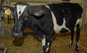 Read more about the article Mad Cow Disease
